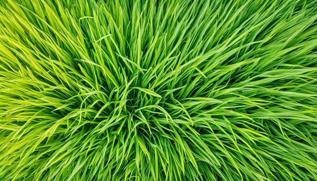 Florida grass species recommendations